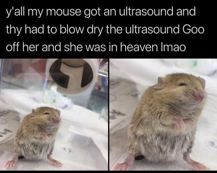 yall my mouse got an ultrasound and thy had to blow dry the ultrasound Goo off her and she was in heaven Imao