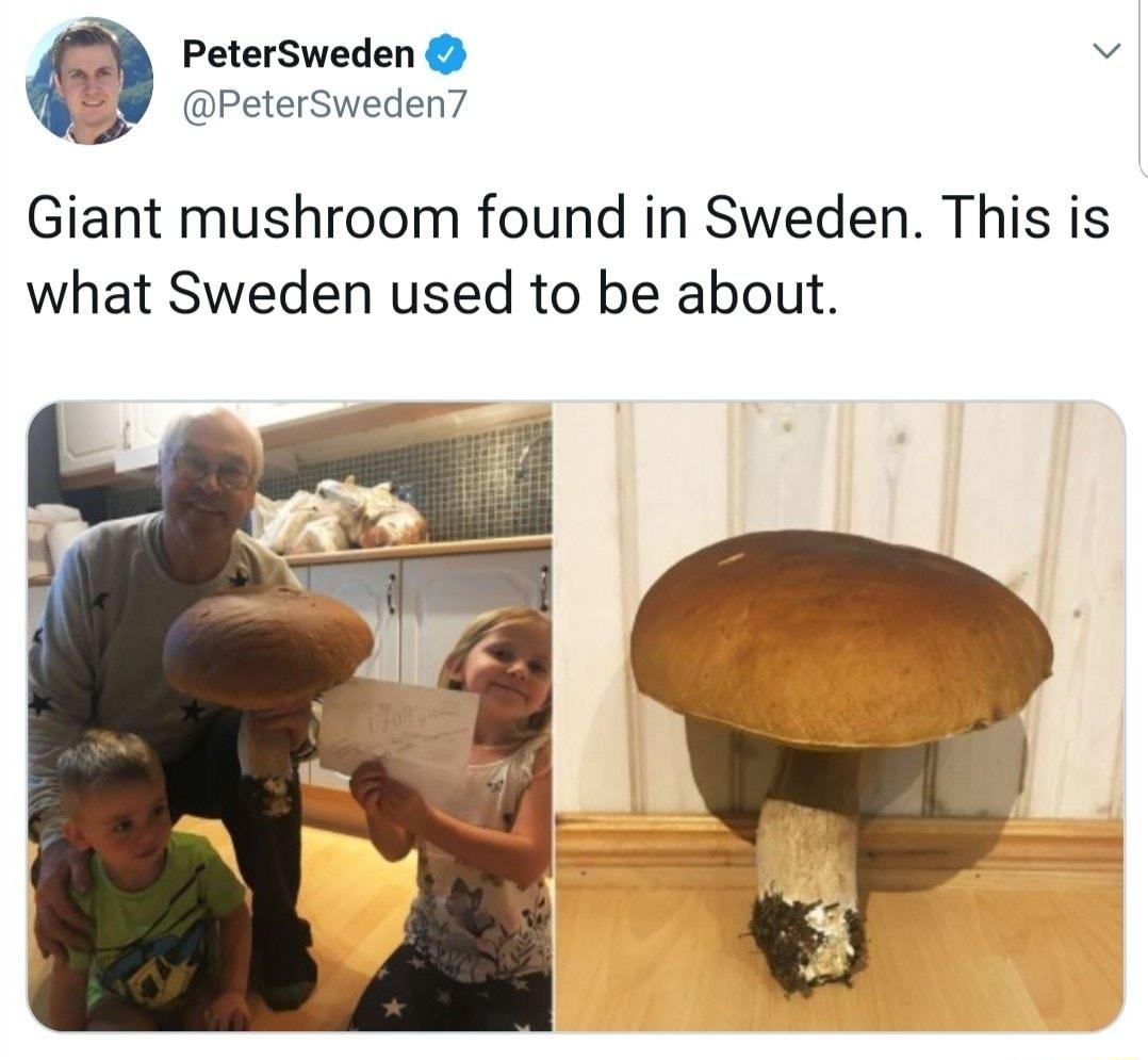 PeterSweden v PeterSweden Giant mushroom found in Sweden This is what Sweden used to be about