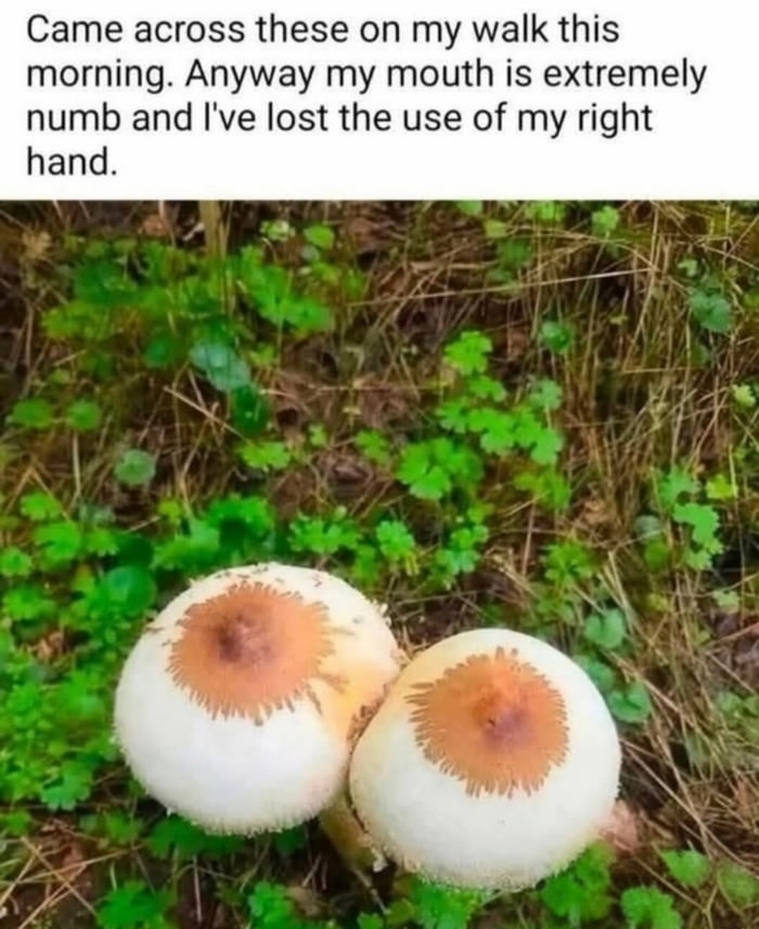 Came across these on my walk this morning. Anyway my mouth is extremely numb and I've lost the use of my right hand.