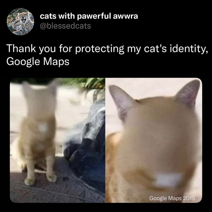 Thank you for protecting my cat's identity, Google Maps