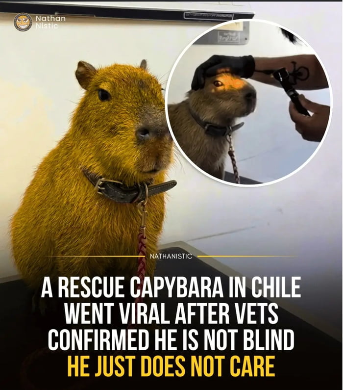 Nathan Nistic NATHANISTIC A RESCUE CAPYBARA IN CHILE WENT VIRAL AFTER VETS CONFIRMED HE IS NOT BLIND HE JUST DOES NOT CARE