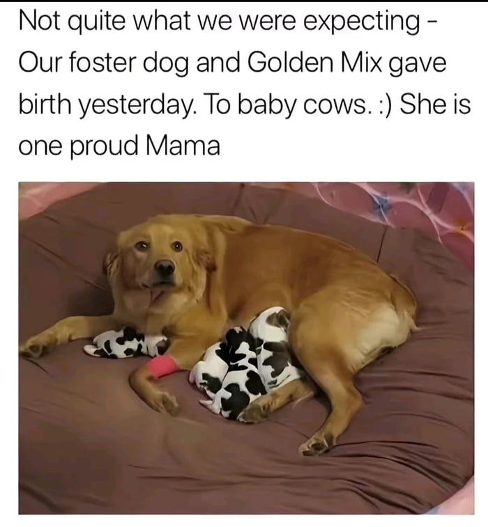 Not quite what we were expecting - Our foster dog and Golden Mix gave birth yesterday. To baby cows. :) She is one proud Mama
