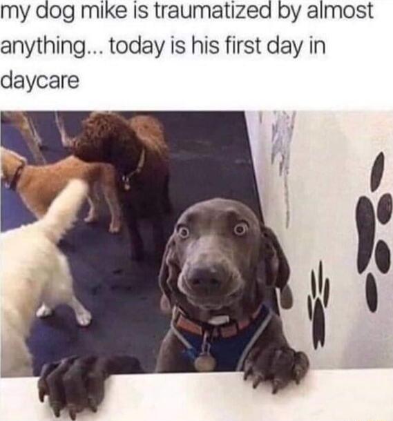 my dog mike Is traumatized by almost anything today is his first day in daycare