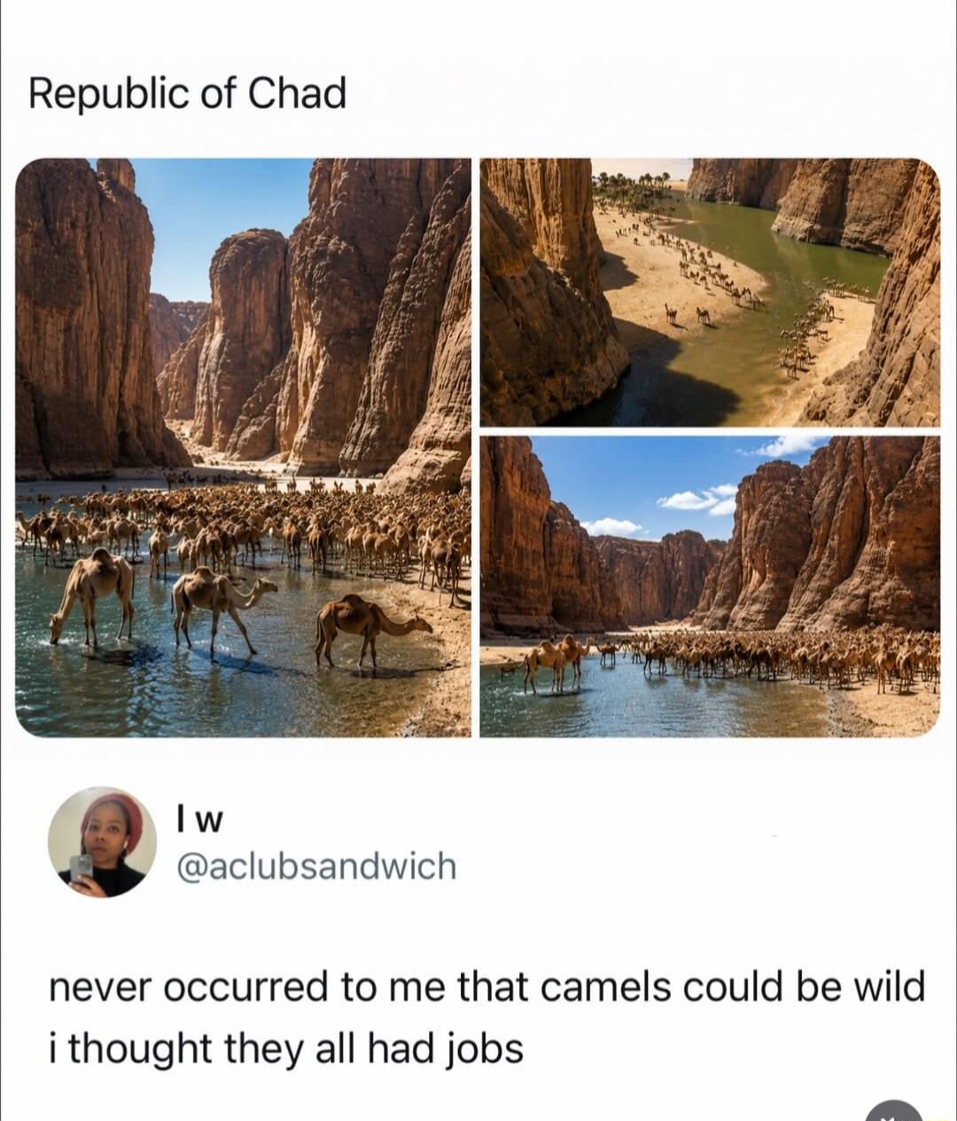 Republic of Chad never occurred to me that camels could be wild i thought they all had jobs