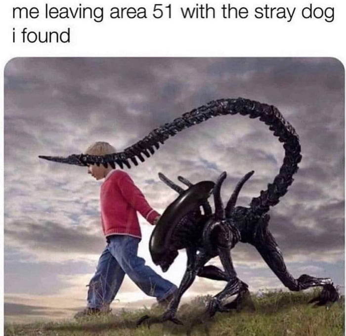 me leaving area 51 with the stray dog i found