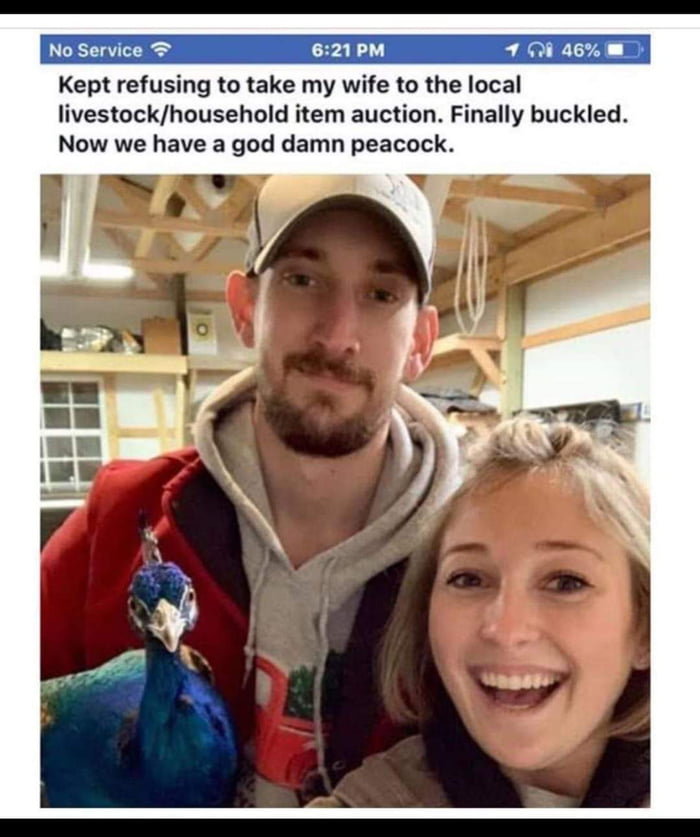 Kept refusing to take my wife to the local livestockhousehold item auction Finally buckled Now we have a god damn peacock