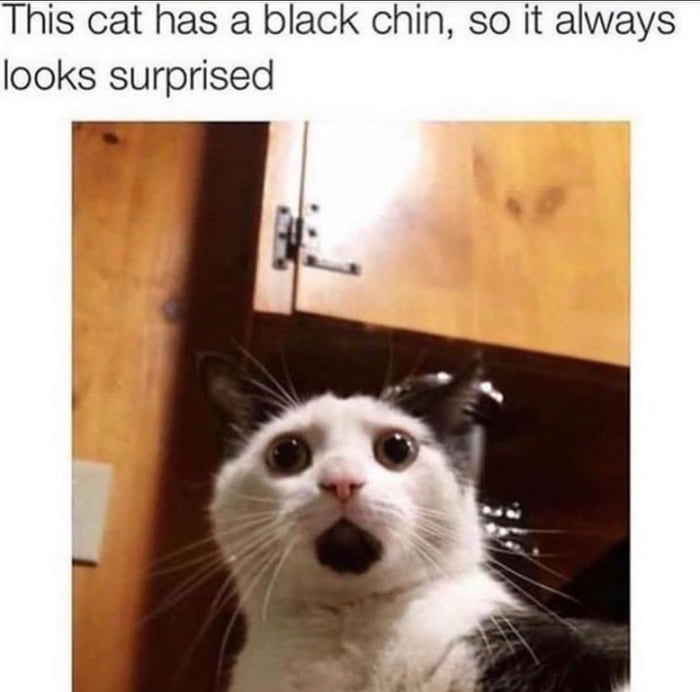 This cat has a black chin so it always looks surprised