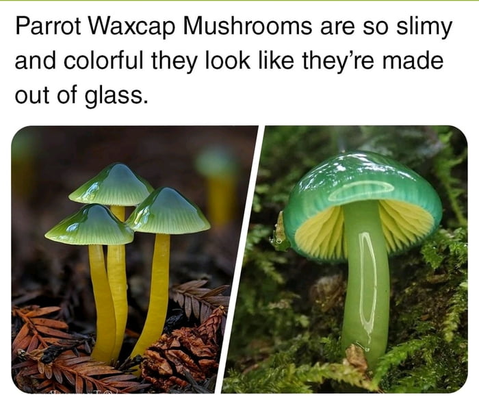 Parrot Waxcap Mushrooms are so slimy and colorful they look like theyre made out of glass