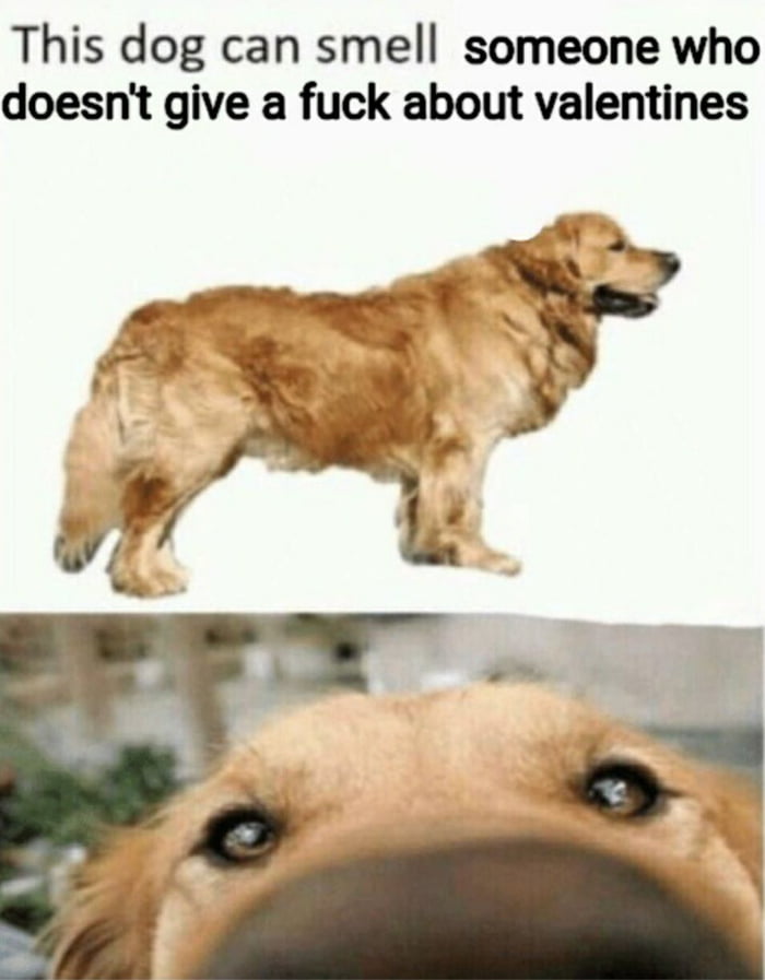 This dog can smell someone who doesnt give a fuck about valentines