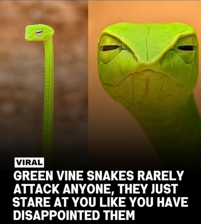 VIRAL GREEN VINE SNAKES RARELY ATTACK ANYONE, THEY JUST STARE AT YOU LIKE YOU HAVE DISAPPOINTED THEM