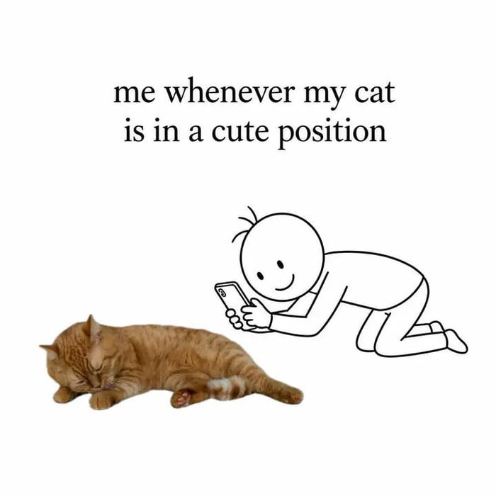 me whenever my cat is in a cute position