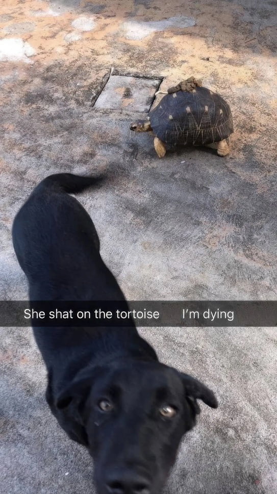 She shat on the tortoise I'm dying