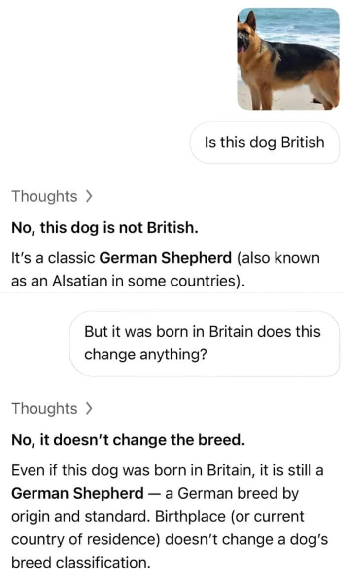 Is this dog British? No, this dog is not British. It's a classic German Shepherd (also known as an Alsatian in some countries). But it was born in Britain does this change anything? No, it doesn't change the breed. Even if this dog was born in Britain, it is still a German Shepherd — a German breed by origin and standard. Birthplace (or current cou