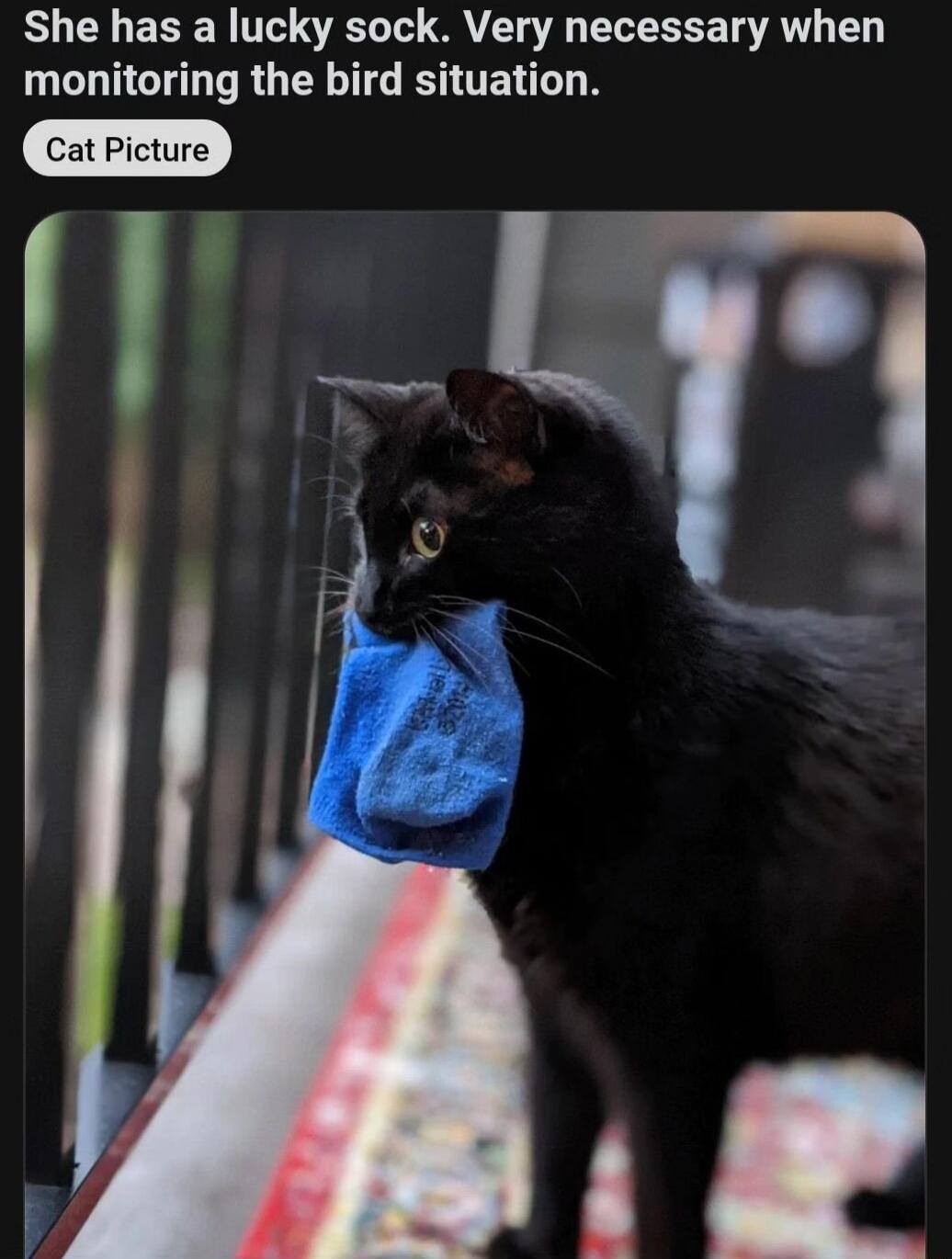 She has a lucky sock Very necessary when monitoring the bird situation Cax Picture