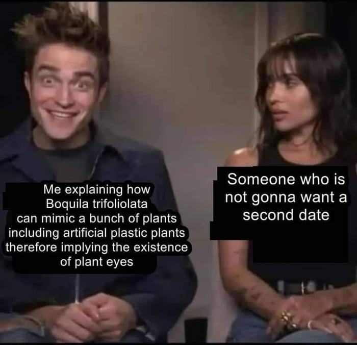 i Someone who is not gonna want a second date Me explaining how LoV ER e PETE can mimic a bunch of plants including artificial plastic plants therefore implying the existence of plant eyes