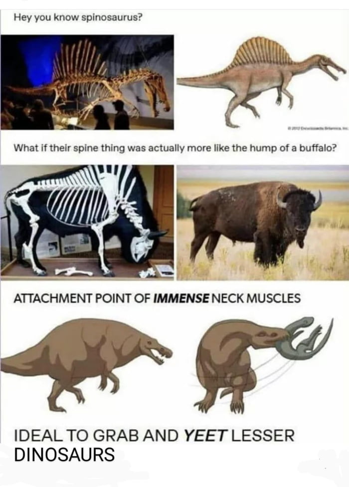 Hey you know spinosaurus ATTACHMENT POINT OF IMMENSE NECK MUSCLES L IDEAL TO GRAB AND YEET LESSER DINOSAURS