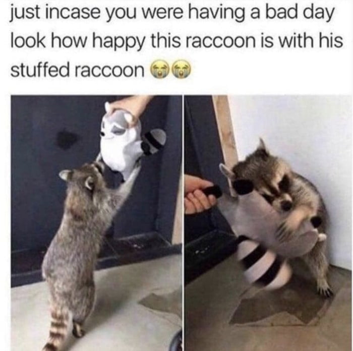 just incase you were having a bad day look how happy this raccoon is with his stuffed raccoon