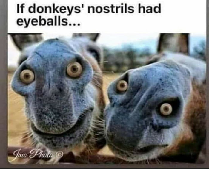 If donkeys nostrils had eyeballs