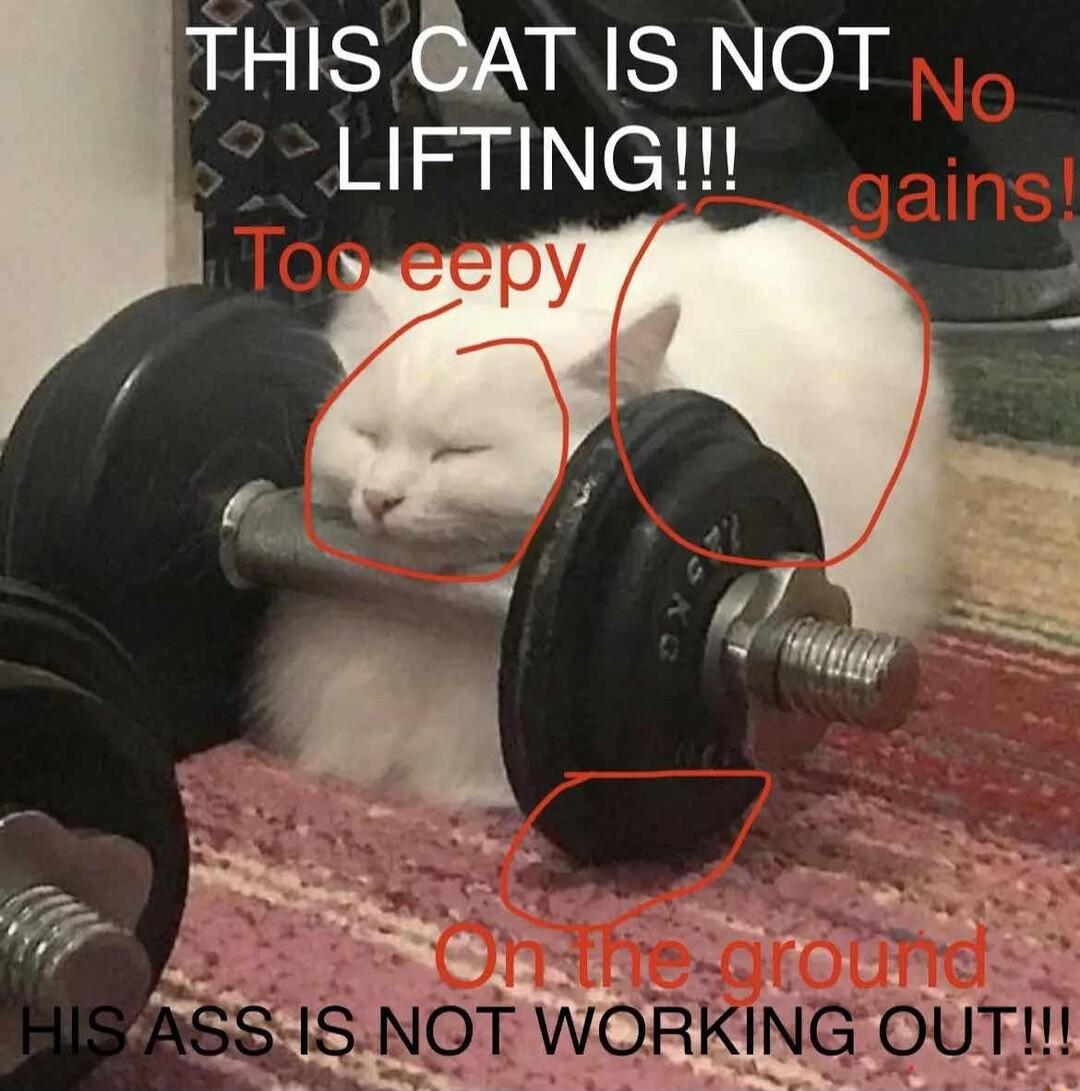 HIS CAT IS NOT LIFTING f