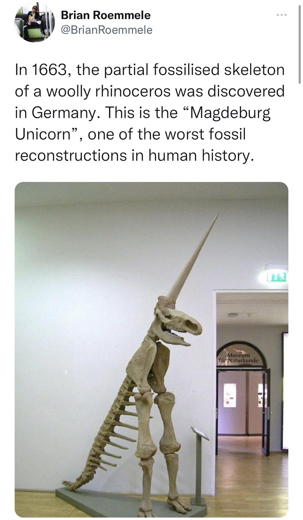 Brian Roemmele BrianRoemmele In 1663 the partial fossilised skeleton of a woolly rhinoceros was discovered in Germany This is the Magdeburg Unicorn one of the worst fossil reconstructions in human history