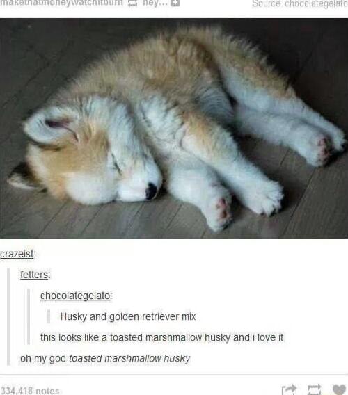 chocolategelato Husky and goiden retriever mix this fooks like a toasted marshmaliow husky and love it oh my god toasted marshmal nusky