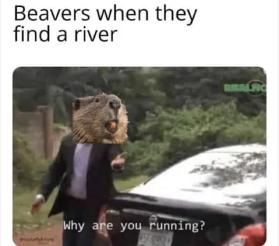 Beavers when they find a river Why ape you running
