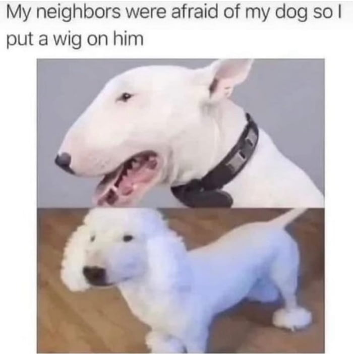 My neighbors were afraid of my dog so put a wig on him A