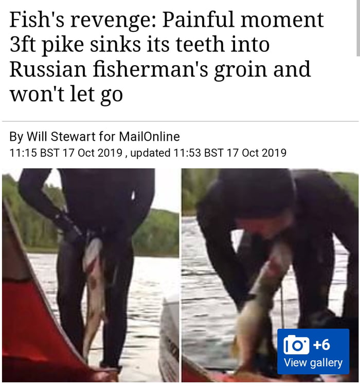 Fishs revenge Painful moment 3ft pike sinks its teeth into Russian fishermans groin and wont let go By Will Stewart for MailOnline 1115 BST 17 Oct 2019 updated 1153 BST 17 Oct 2019