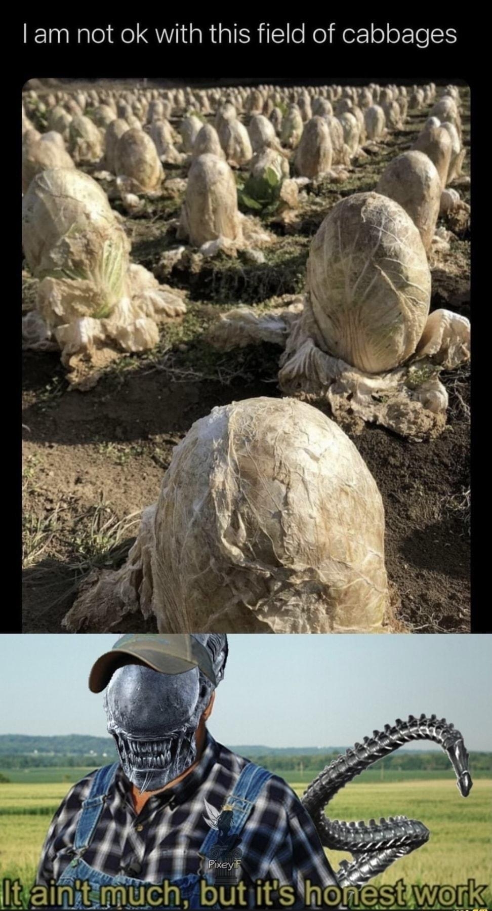 g Nikki Zombie Queen i NN am not ok with this field of cabbages 1 L Y ich butitsho