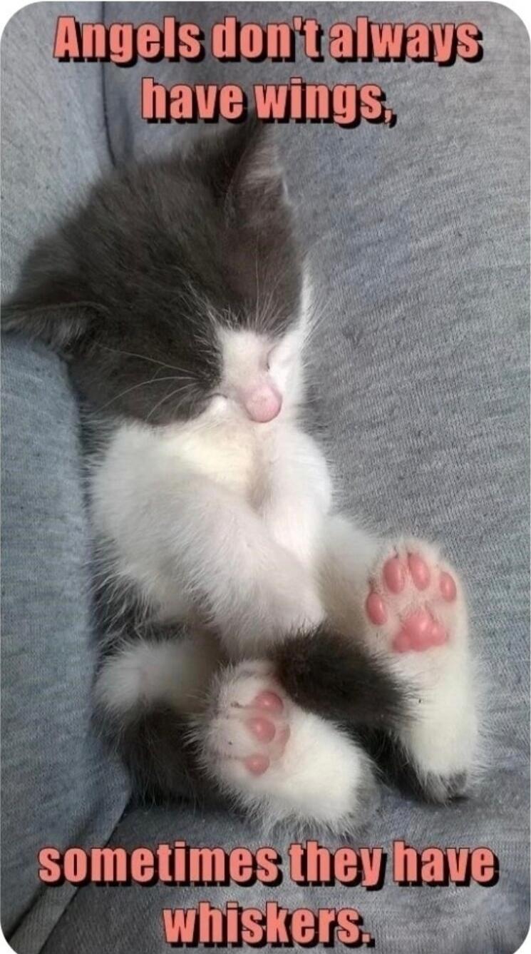 Angels don't always have wings, sometimes they have whiskers.