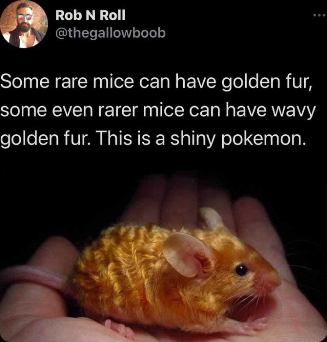 Rob N Roll IGELEN NI Some rare mice can have golden fur some even rarer mice can have wavy golden fur This is a shiny pokemon