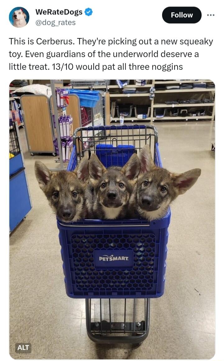 WeRateDogs m dog rates This is Cerberus Theyre picking out a new squeaky toy Even guardians of the underworld deserve a little treat 1310 would pat all three noggins