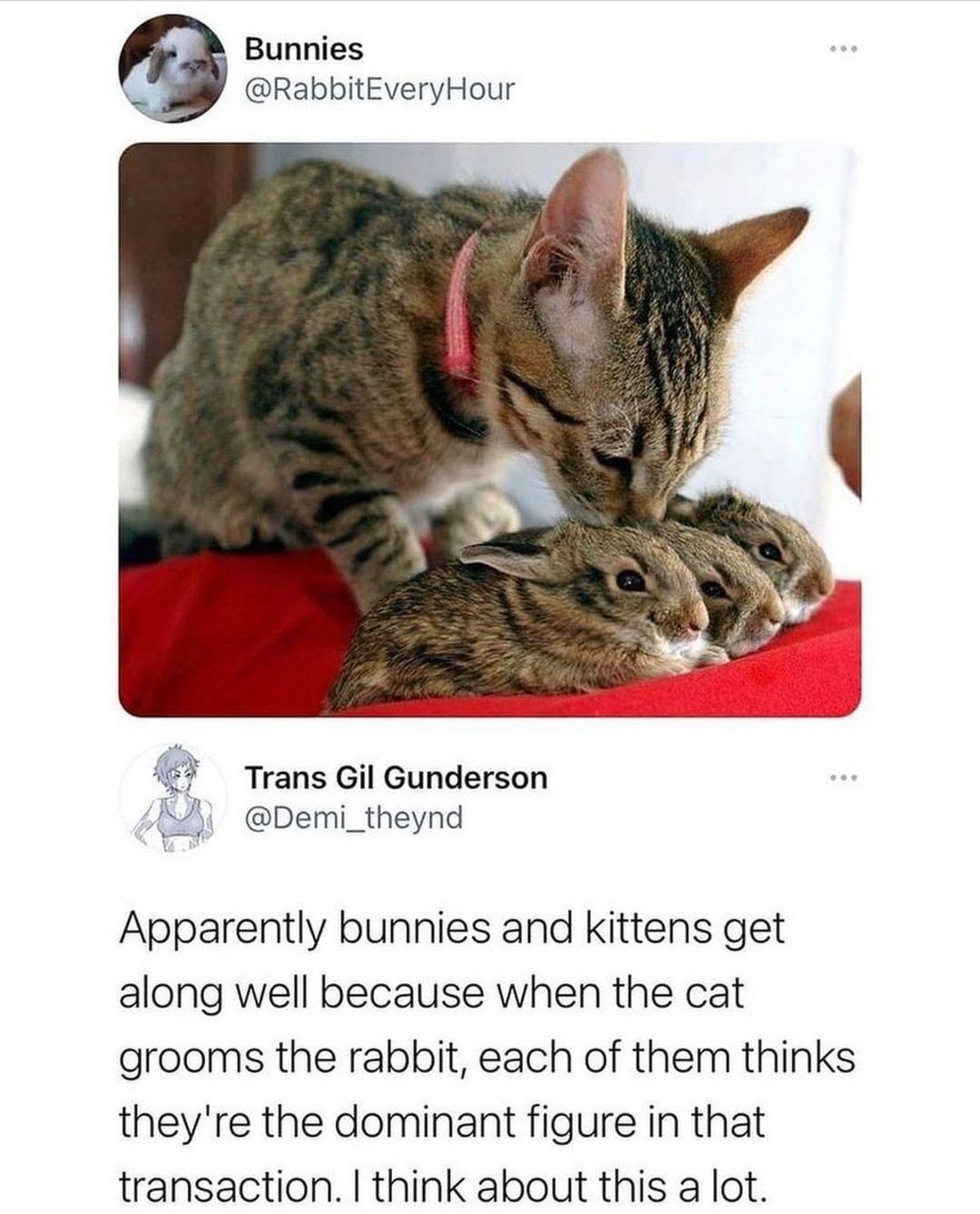 Bunnies RabbitEveryHour Trans Gil Gunderson _j Demi_theynd Apparently bunnies and kittens get along well because when the cat grooms the rabbit each of them thinks theyre the dominant figure in that transaction think about this a lot