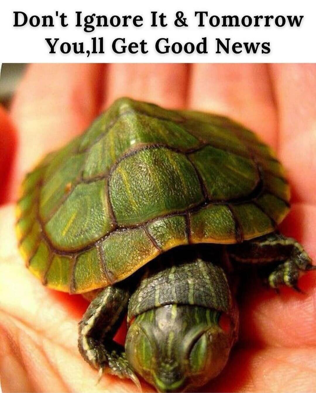 Don't Ignore It & Tomorrow You'll Get Good News