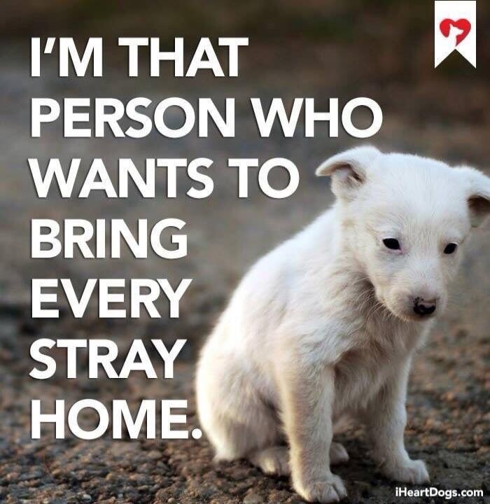I'M THAT PERSON WHO WANTS TO BRING EVERY STRAY HOME.