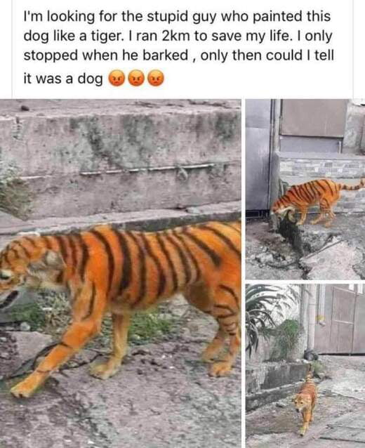 Im looking for the stupid guy who painted this dog like a tiger ran 2km to save my life only stopped when he barked only then could tell itwasadog W