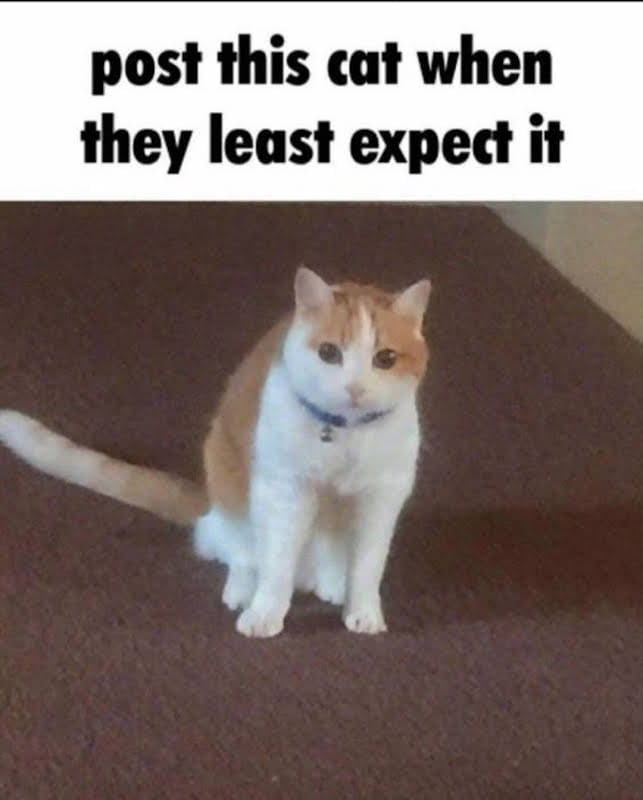post this cat when they least expect it