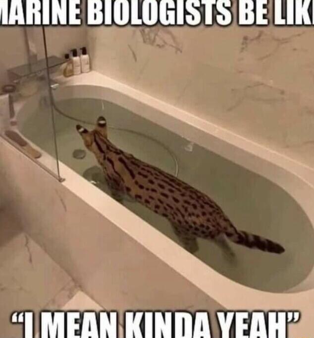 IARINE BIVLOGIS IS BELIN e rs IMEDNKINDA VERHZ