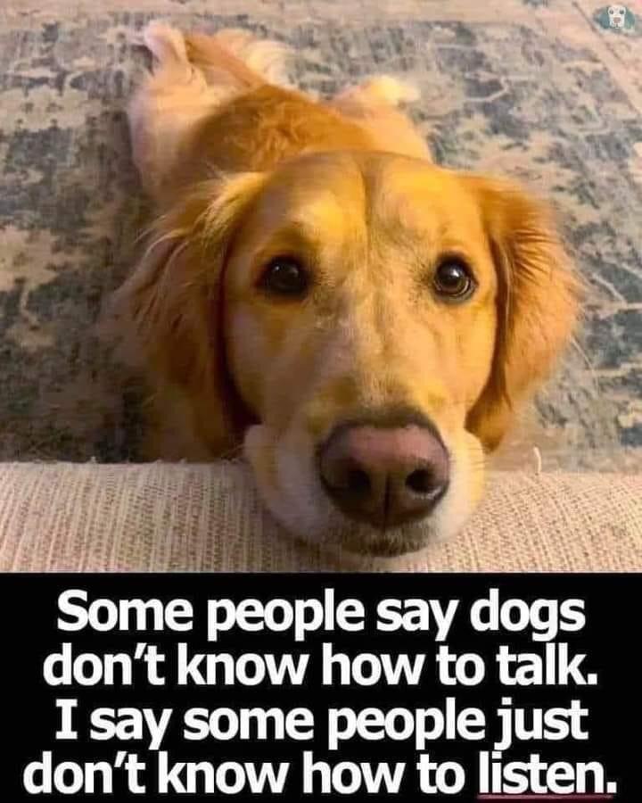 i Some people say dogs dont know how to talk I say some people just dont know how to listen