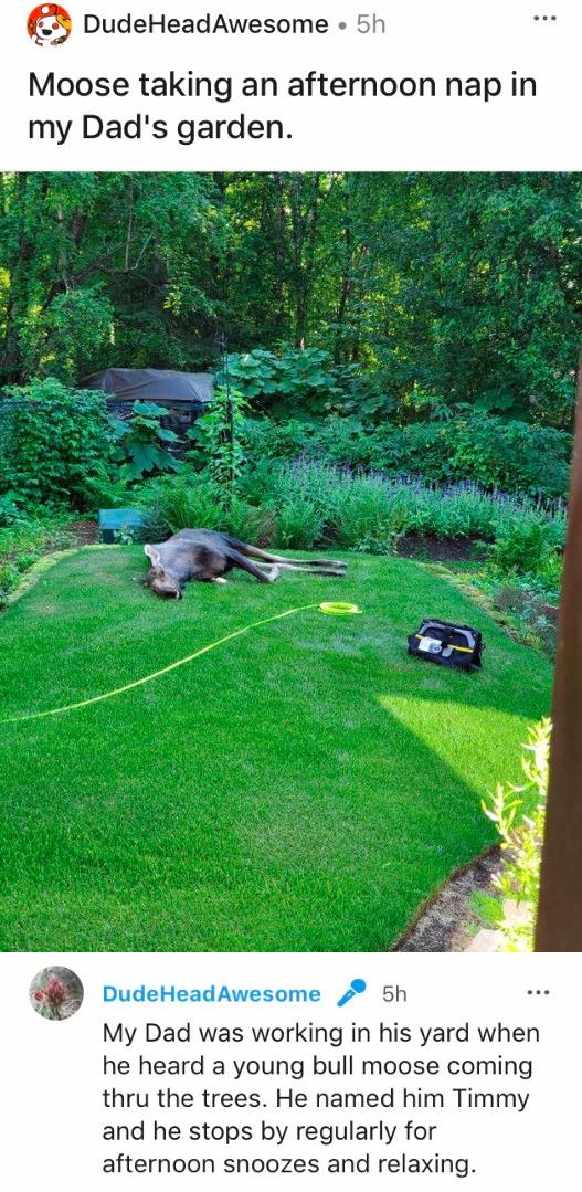 DudeHeadAwesome 5h Moose taking an afternoon nap in my Dads garden My Dad was working in his yard when he heard a young bull moose coming thru the trees He named him Timmy and he stops by regularly for afternoon snoozes and relaxing