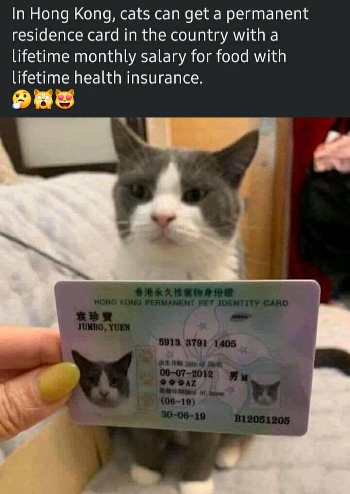 In Hong Kong cats can get a permanent residence card in the country with a lifetime monthly salary for food with lifetime health insurance Y 1