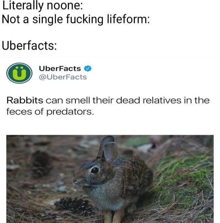 Literally noone Not a single fucking lifeform Uberfacts UberFacts UberFacts Rabbits can smell their dead relatives in the feces of predators