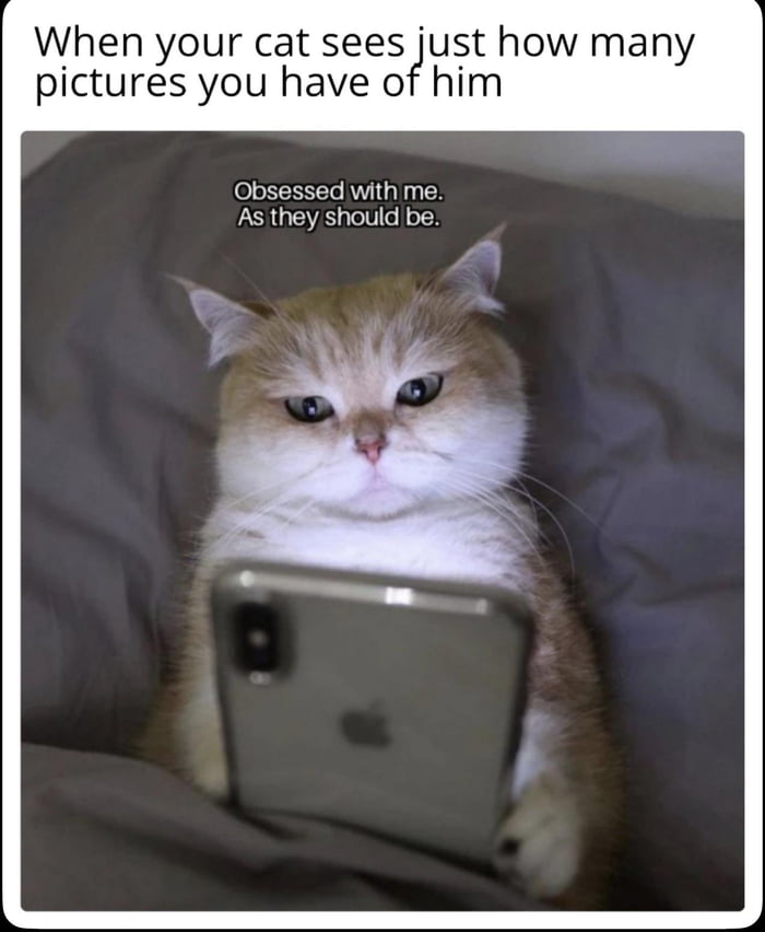 When your cat sees just how many pictures you have of him Obsessed with me. As they should be.