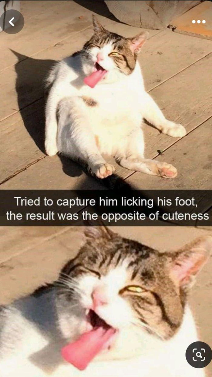 Tried to capture him licking his foot, the result was the opposite of cuteness