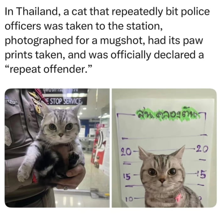 In Thailand, a cat that repeatedly bit police officers was taken to the station, photographed for a mugshot, had its paw prints taken, and was officially declared a “repeat offender.” E STOP SERVICE 20 15 10