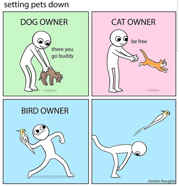 setting pets down DOG OWNER there you go buddy CAT OWNER chicken thoughts fbcomchickenthoughts chickenthoughtsofficial