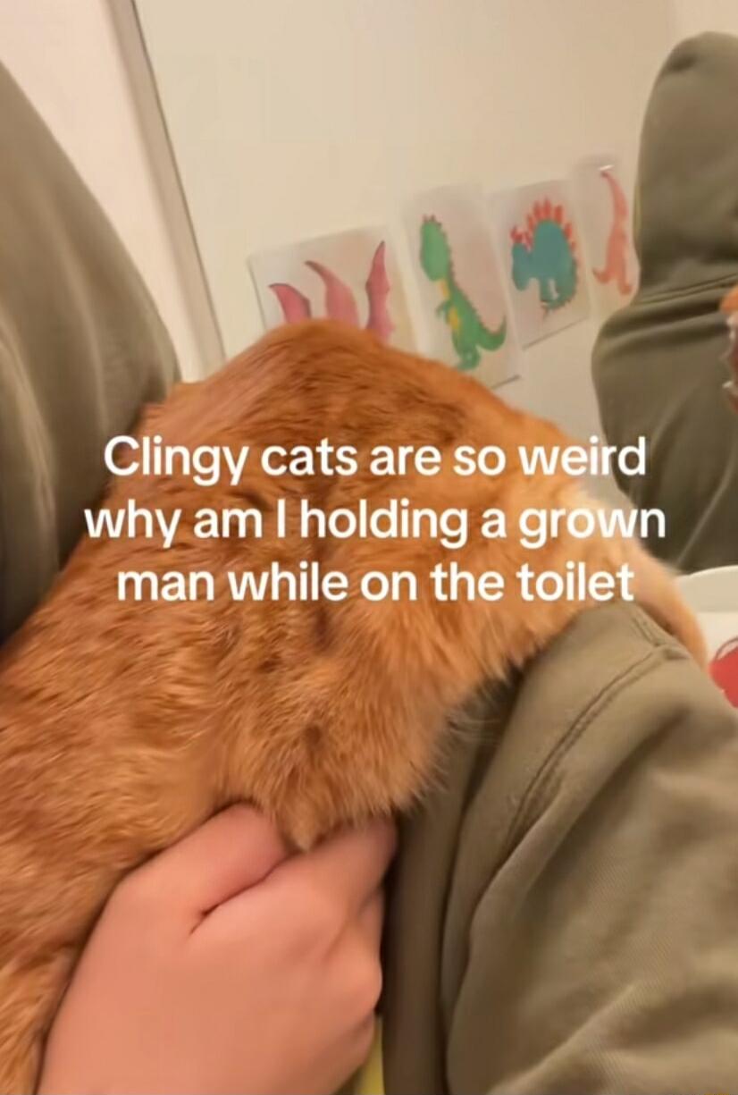 Clingy cats are so why am holding agre