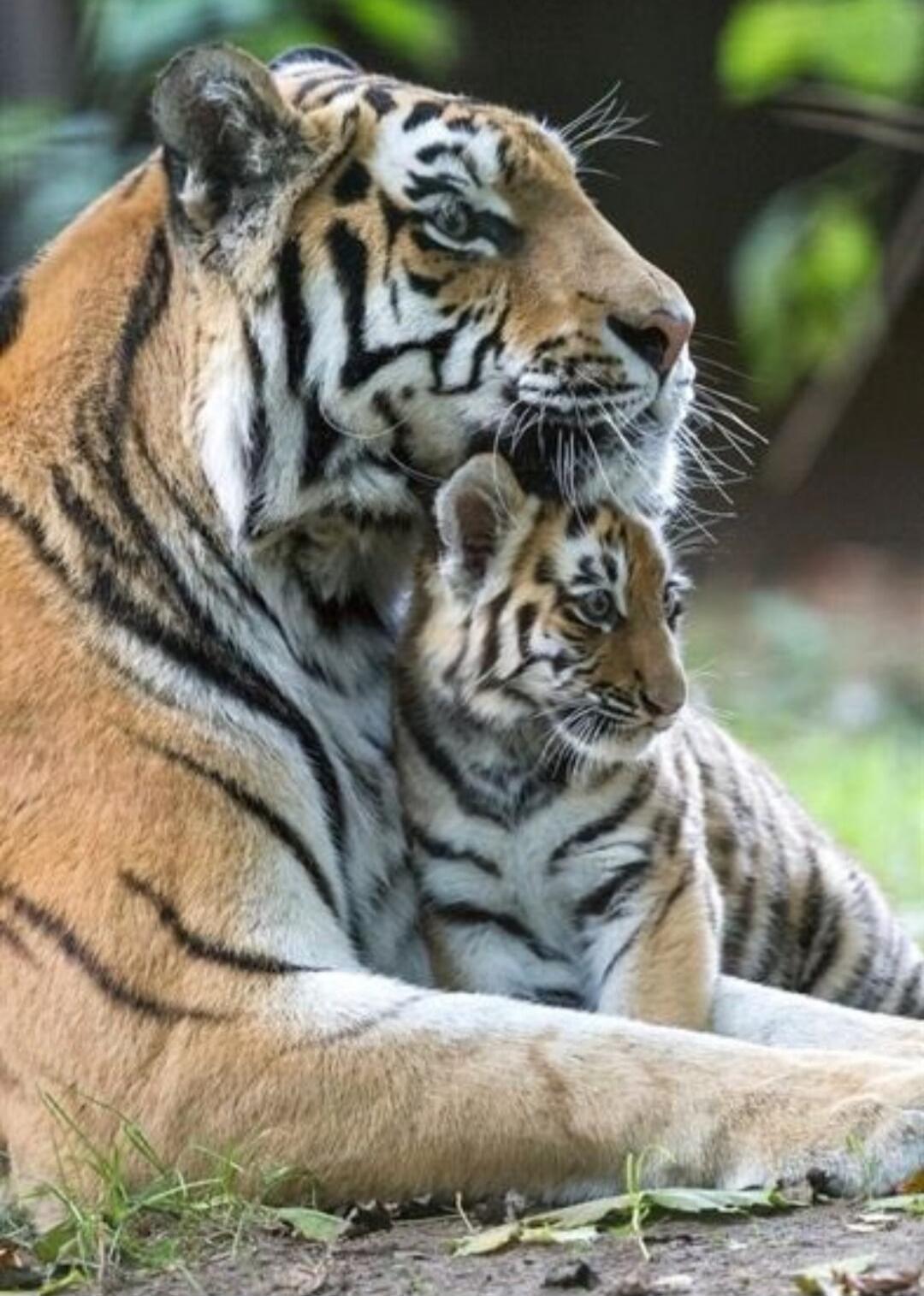 A tiger mother lies with her cub.