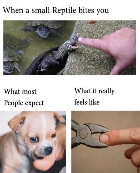 When a small Reptile bites you

What most People expect
What it really feels like