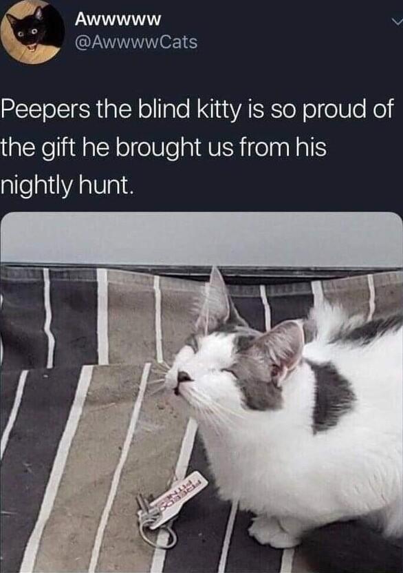 A Awwwww v AwwwwCats 4 Peepers the blind kitty is so proud of aleXeliidalN o elle 1 AVIRifelalal nightly hunt
